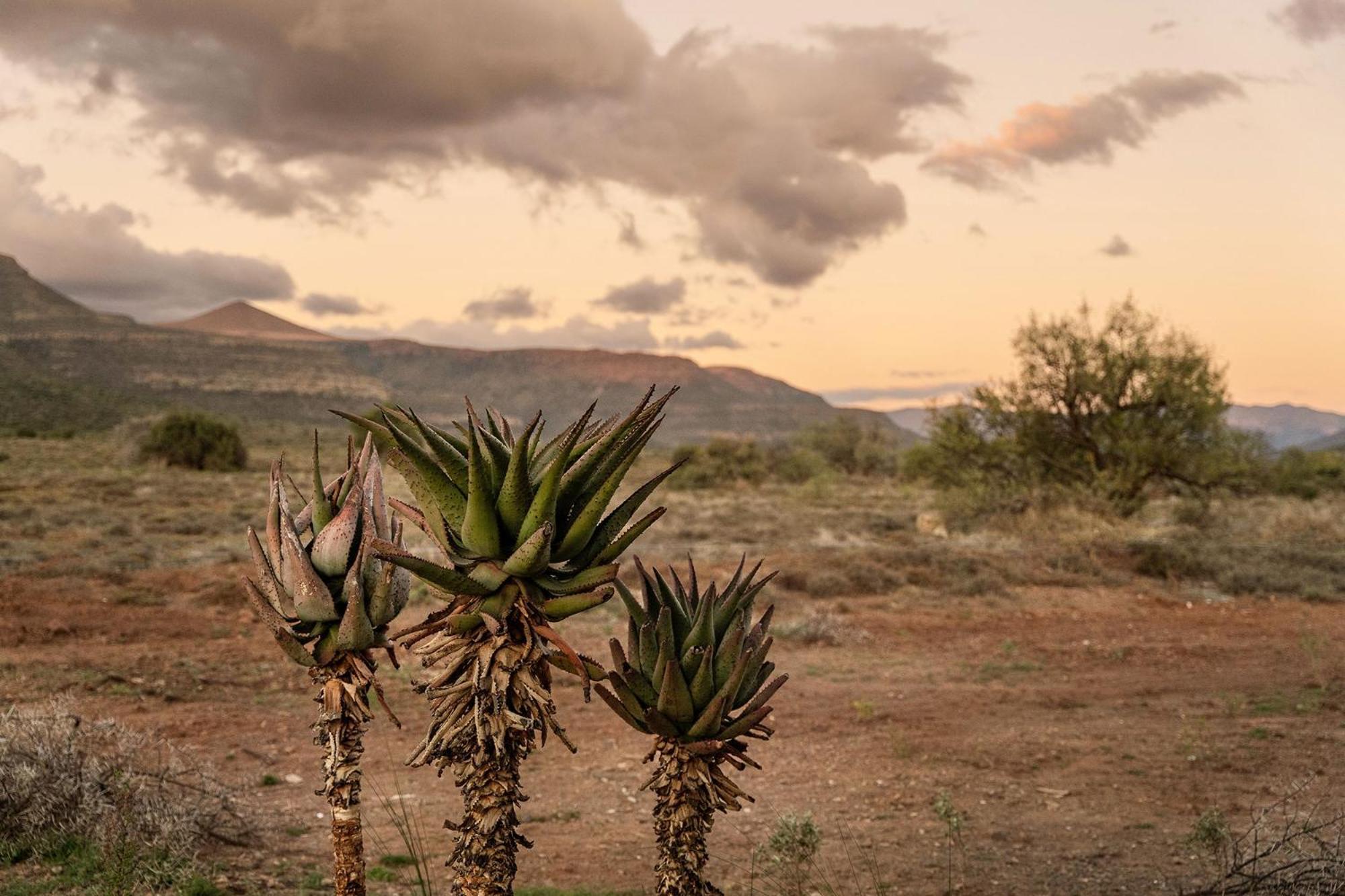 Вілла Samara Karoo Reserve Ґраафф-Рейнет Екстер'єр фото