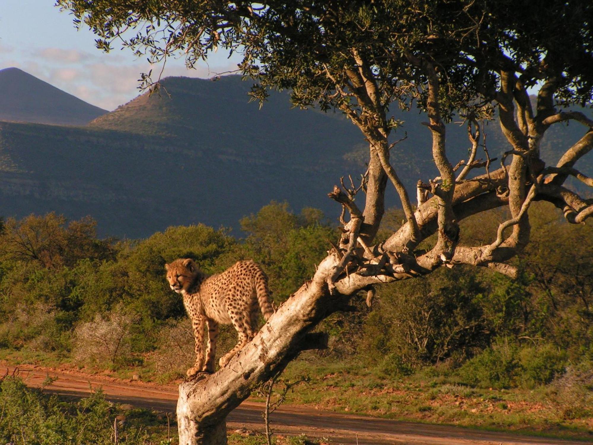 Samara Karoo Reserve Ґраафф-Рейнет Екстер'єр фото